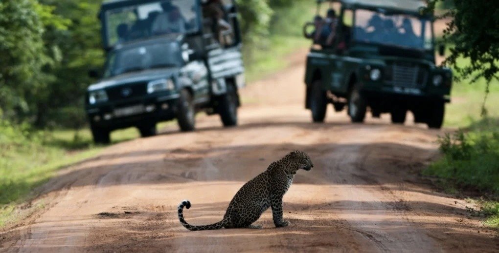 a leopard sitting on the path of safari jeeps in yala national park
